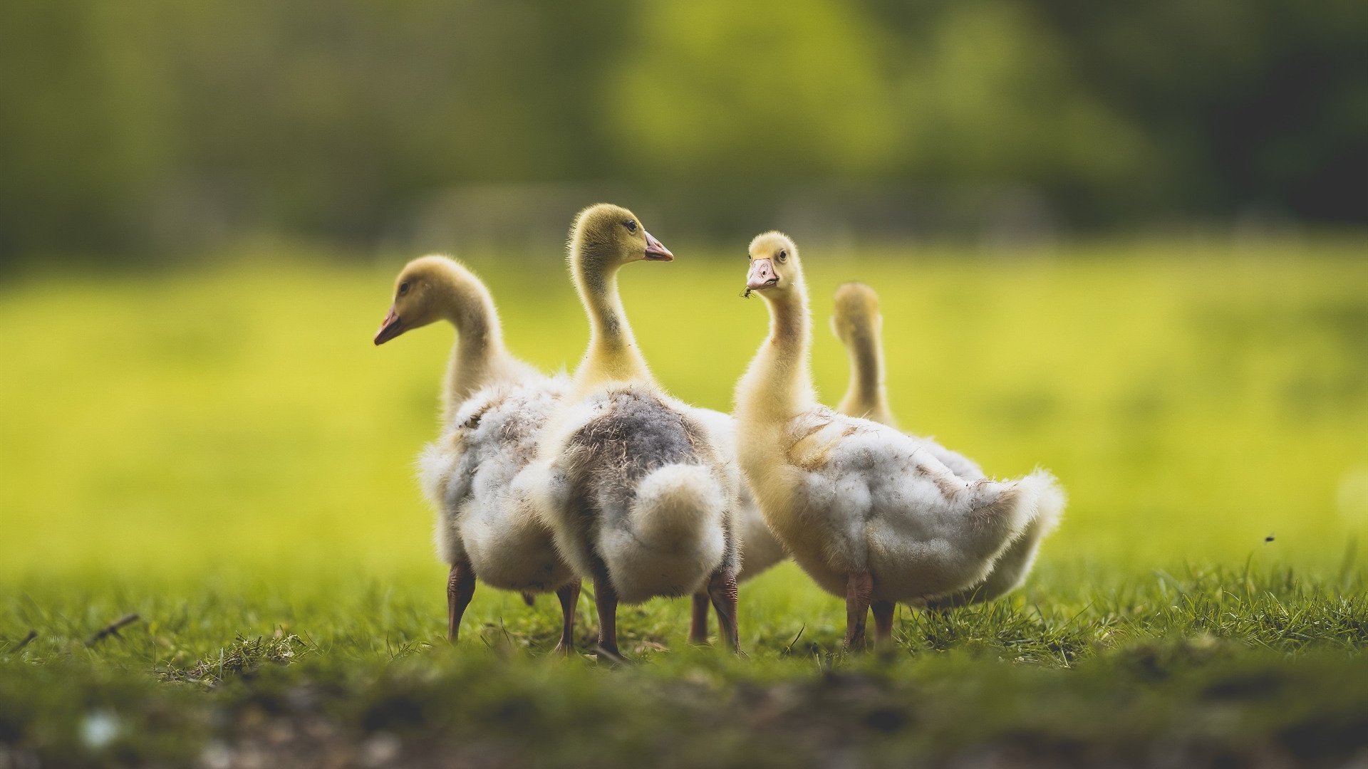 中国男足在巴黎奥运会比赛中以3-2战胜德国，奥运会男足中国对德国